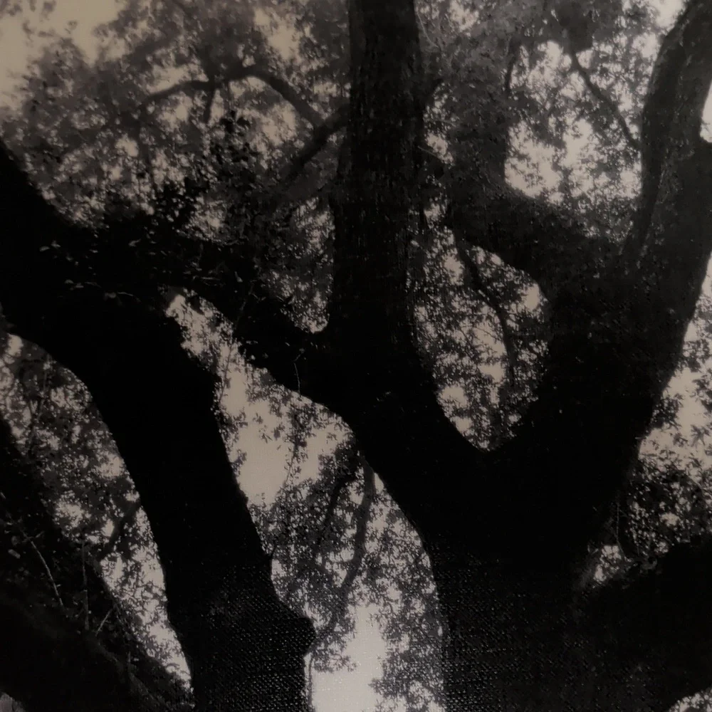 Tree of Life Black & White Photo 23.5 By 23.5 Stretched Canvas Art - Picture 6 of 10